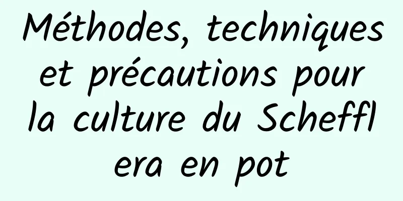 Méthodes, techniques et précautions pour la culture du Schefflera en pot