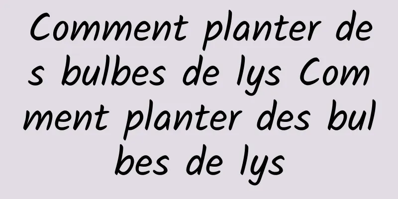 Comment planter des bulbes de lys Comment planter des bulbes de lys