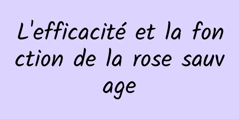 L'efficacité et la fonction de la rose sauvage