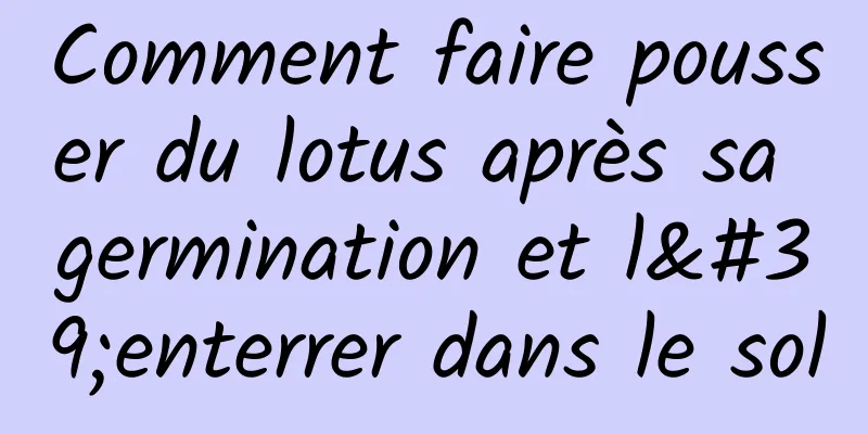 Comment faire pousser du lotus après sa germination et l'enterrer dans le sol