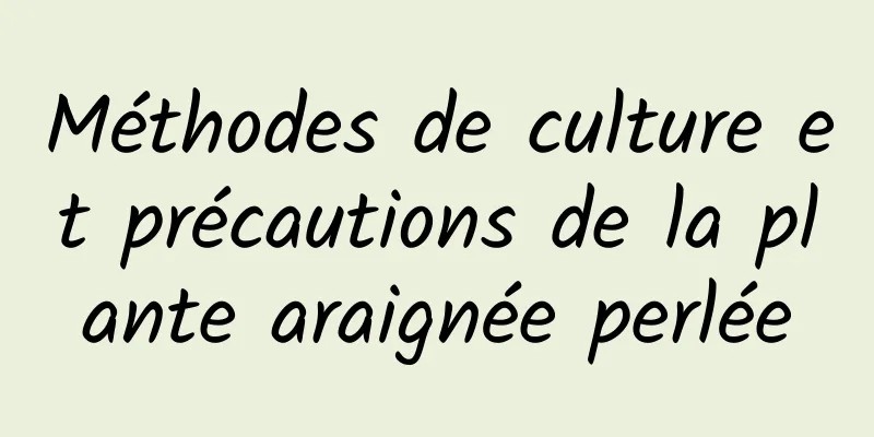 Méthodes de culture et précautions de la plante araignée perlée