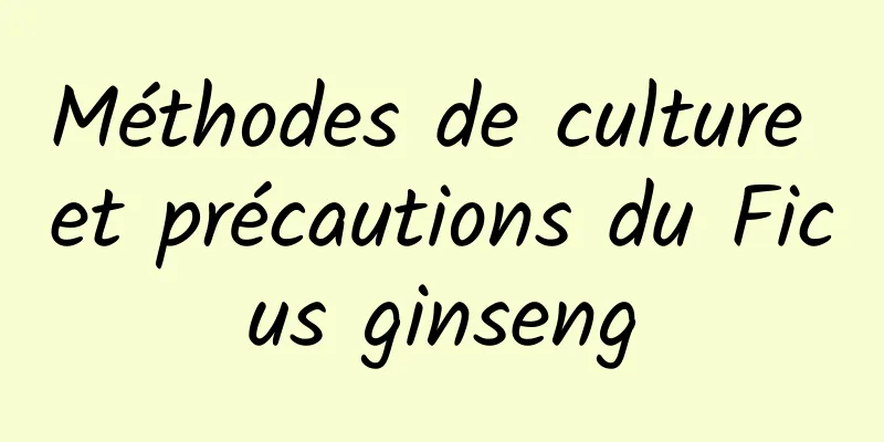 Méthodes de culture et précautions du Ficus ginseng