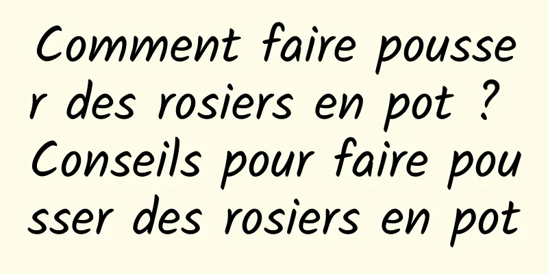 Comment faire pousser des rosiers en pot ? Conseils pour faire pousser des rosiers en pot