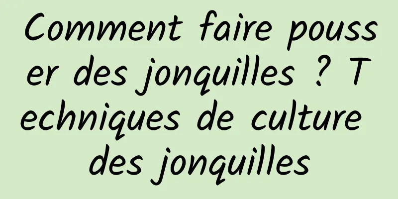 Comment faire pousser des jonquilles ? Techniques de culture des jonquilles