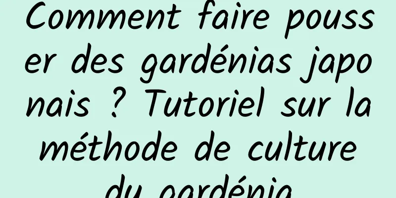 Comment faire pousser des gardénias japonais ? Tutoriel sur la méthode de culture du gardénia