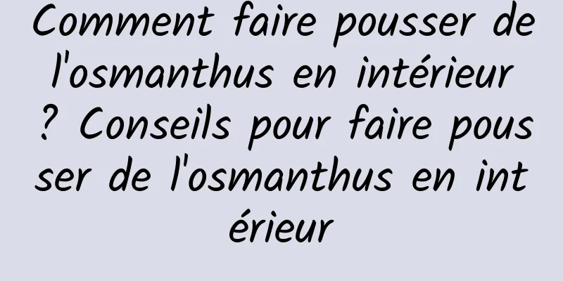 Comment faire pousser de l'osmanthus en intérieur ? Conseils pour faire pousser de l'osmanthus en intérieur