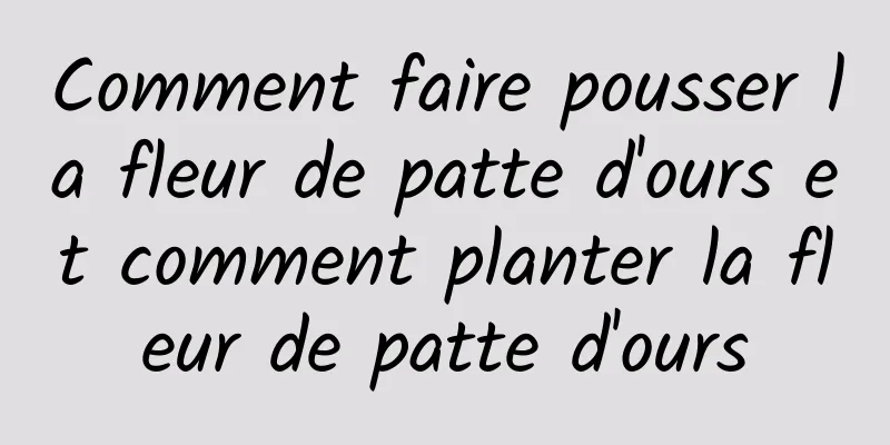 Comment faire pousser la fleur de patte d'ours et comment planter la fleur de patte d'ours