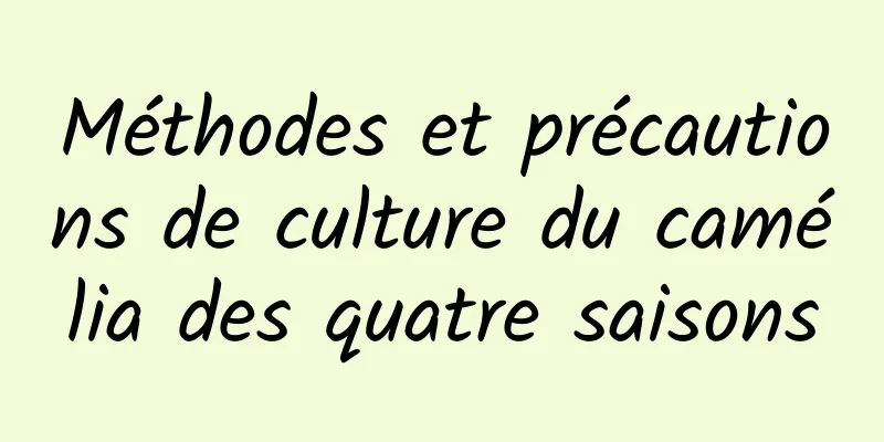 Méthodes et précautions de culture du camélia des quatre saisons