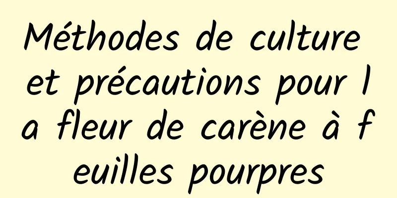 Méthodes de culture et précautions pour la fleur de carène à feuilles pourpres