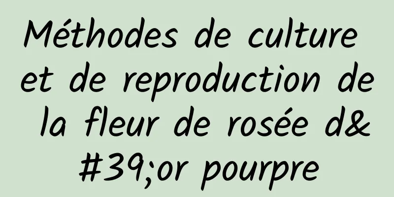 Méthodes de culture et de reproduction de la fleur de rosée d'or pourpre