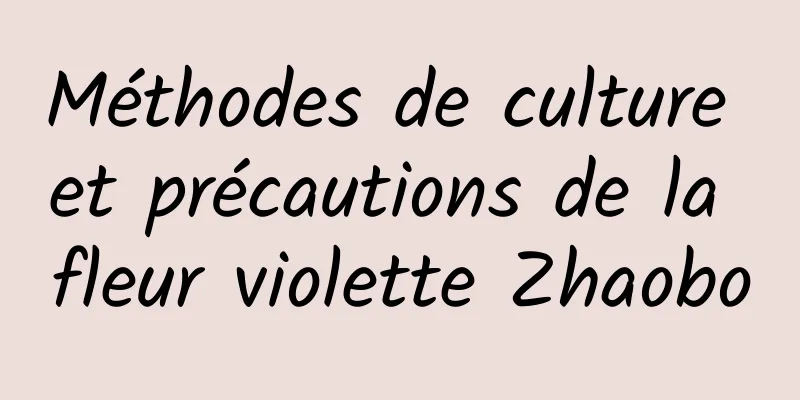 Méthodes de culture et précautions de la fleur violette Zhaobo