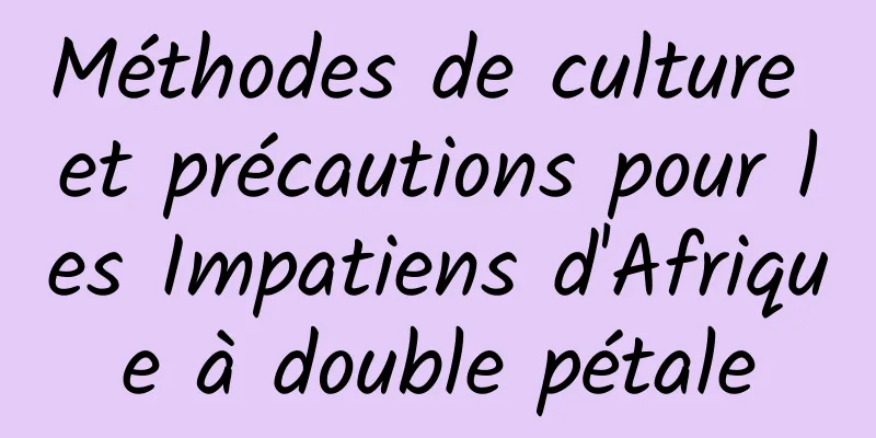 Méthodes de culture et précautions pour les Impatiens d'Afrique à double pétale