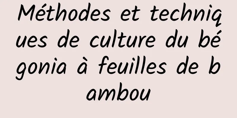 Méthodes et techniques de culture du bégonia à feuilles de bambou