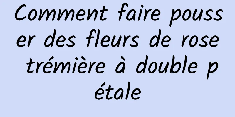 Comment faire pousser des fleurs de rose trémière à double pétale