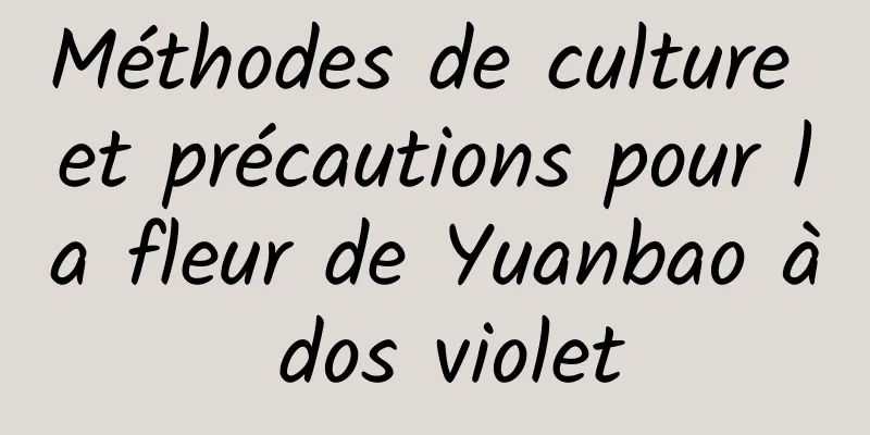 Méthodes de culture et précautions pour la fleur de Yuanbao à dos violet