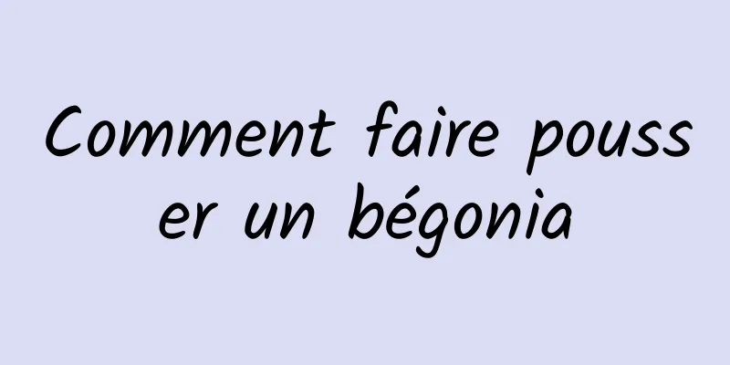 Comment faire pousser un bégonia