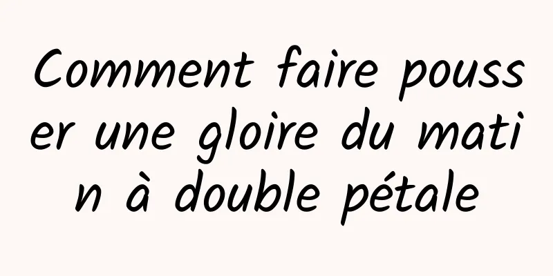 Comment faire pousser une gloire du matin à double pétale