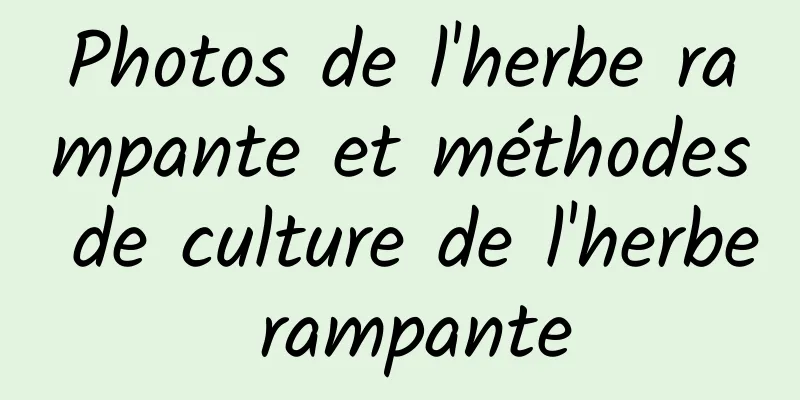 Photos de l'herbe rampante et méthodes de culture de l'herbe rampante