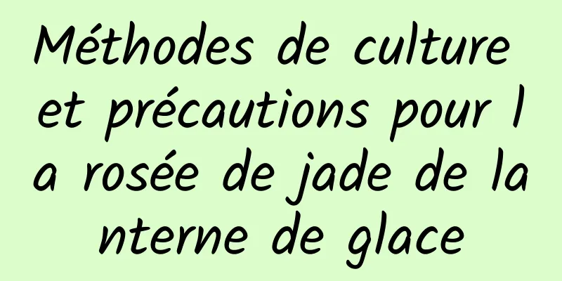 Méthodes de culture et précautions pour la rosée de jade de lanterne de glace