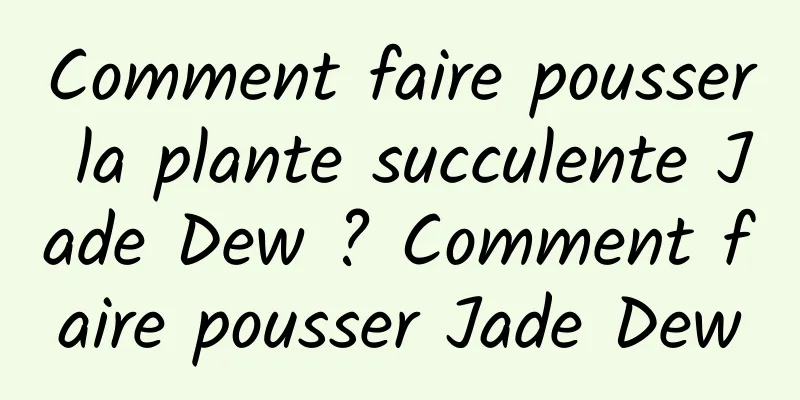 Comment faire pousser la plante succulente Jade Dew ? Comment faire pousser Jade Dew