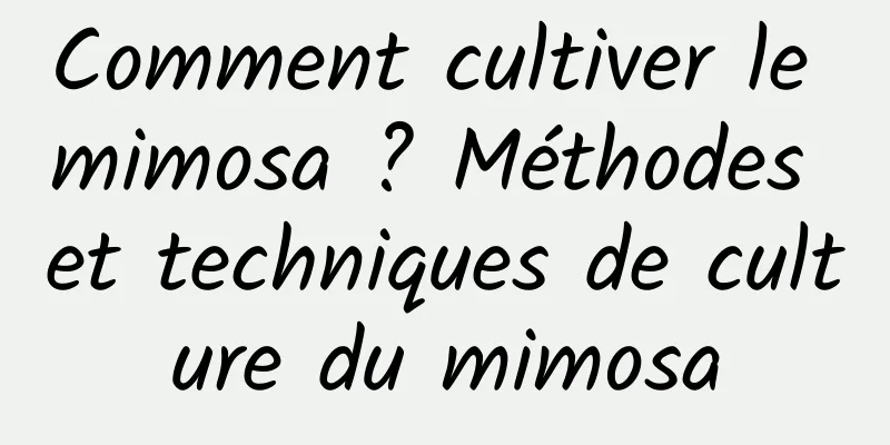 Comment cultiver le mimosa ? Méthodes et techniques de culture du mimosa