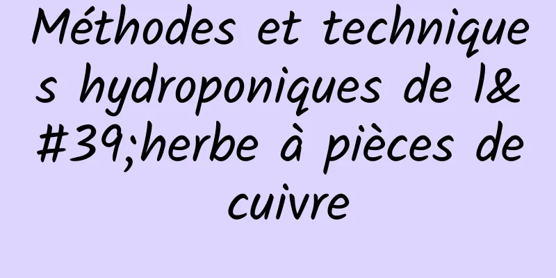 Méthodes et techniques hydroponiques de l'herbe à pièces de cuivre