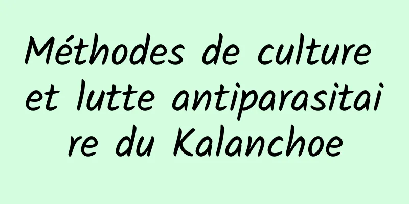 Méthodes de culture et lutte antiparasitaire du Kalanchoe