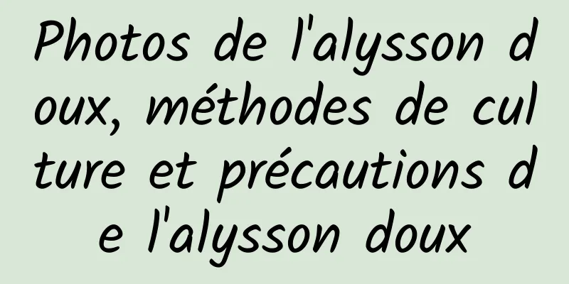 Photos de l'alysson doux, méthodes de culture et précautions de l'alysson doux