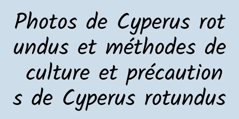 Photos de Cyperus rotundus et méthodes de culture et précautions de Cyperus rotundus