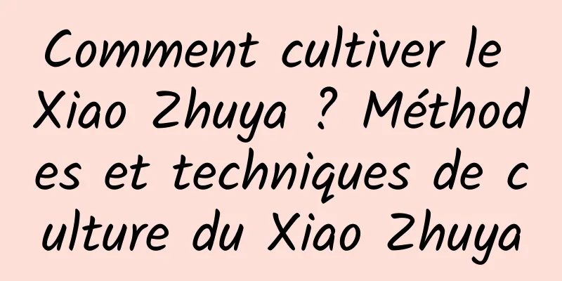 Comment cultiver le Xiao Zhuya ? Méthodes et techniques de culture du Xiao Zhuya