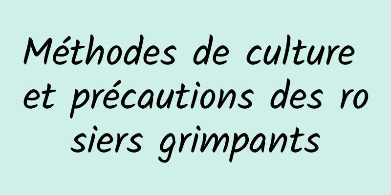 Méthodes de culture et précautions des rosiers grimpants