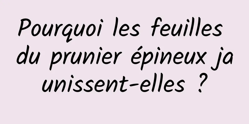 Pourquoi les feuilles du prunier épineux jaunissent-elles ?