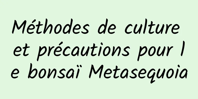 Méthodes de culture et précautions pour le bonsaï Metasequoia