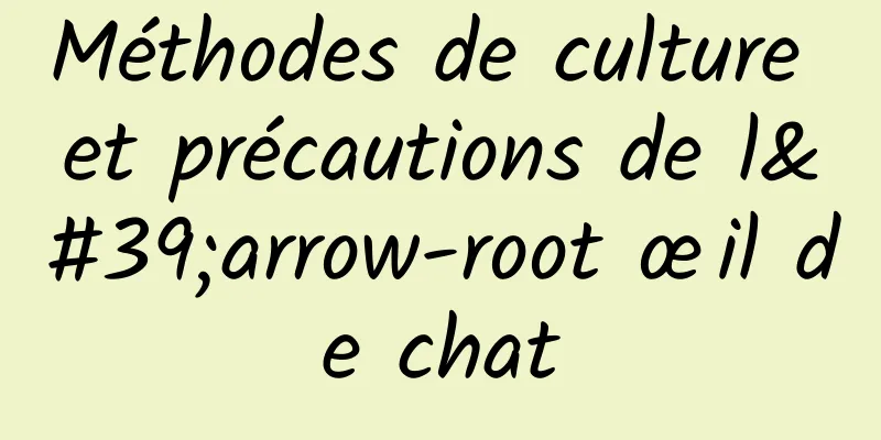 Méthodes de culture et précautions de l'arrow-root œil de chat