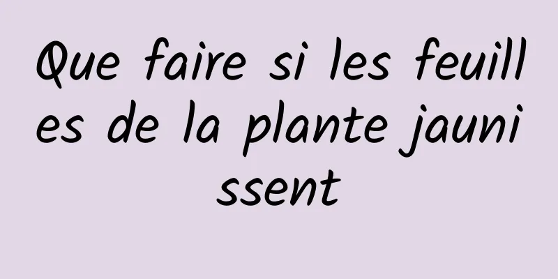 Que faire si les feuilles de la plante jaunissent