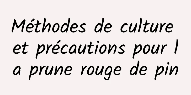 Méthodes de culture et précautions pour la prune rouge de pin