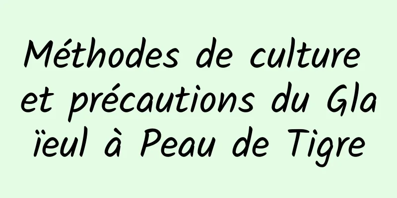 Méthodes de culture et précautions du Glaïeul à Peau de Tigre