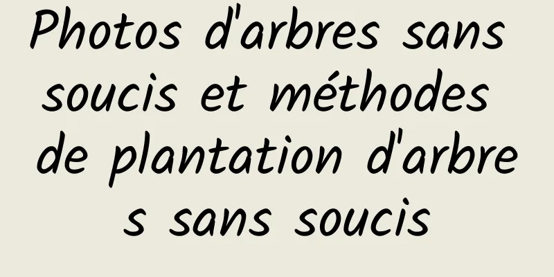 Photos d'arbres sans soucis et méthodes de plantation d'arbres sans soucis