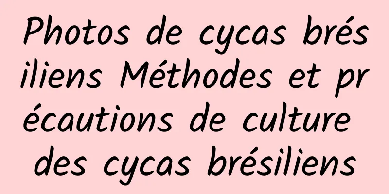 Photos de cycas brésiliens Méthodes et précautions de culture des cycas brésiliens