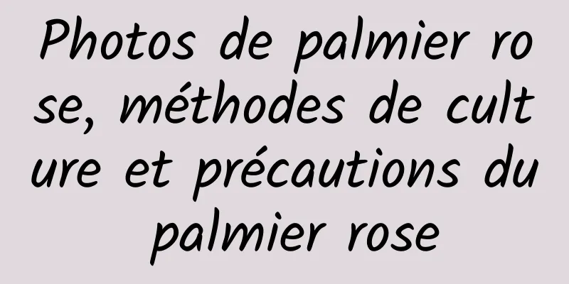 Photos de palmier rose, méthodes de culture et précautions du palmier rose