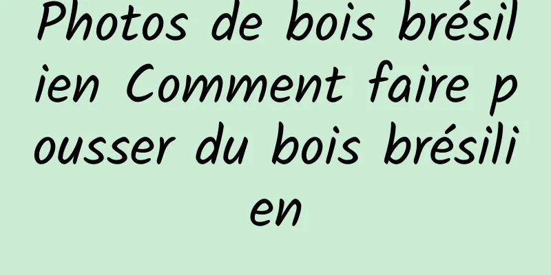 Photos de bois brésilien Comment faire pousser du bois brésilien