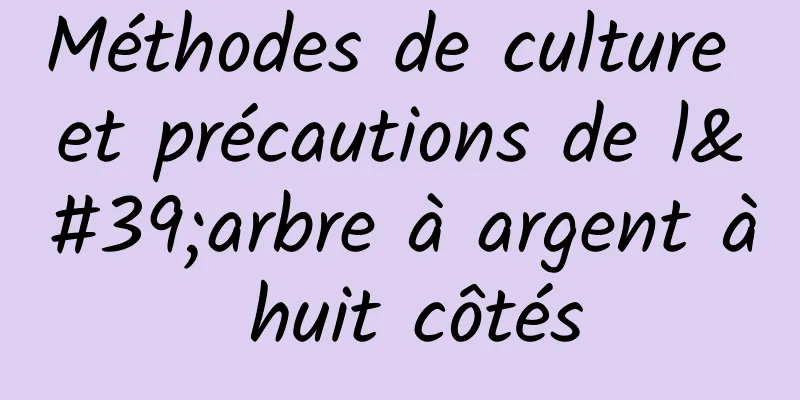 Méthodes de culture et précautions de l'arbre à argent à huit côtés