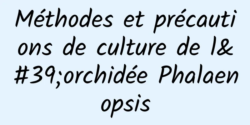 Méthodes et précautions de culture de l'orchidée Phalaenopsis