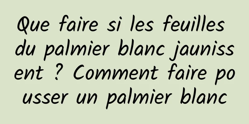 Que faire si les feuilles du palmier blanc jaunissent ? Comment faire pousser un palmier blanc