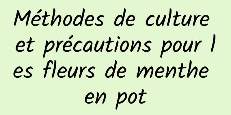 Méthodes de culture et précautions pour les fleurs de menthe en pot