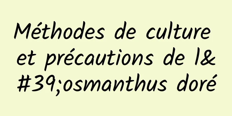 Méthodes de culture et précautions de l'osmanthus doré