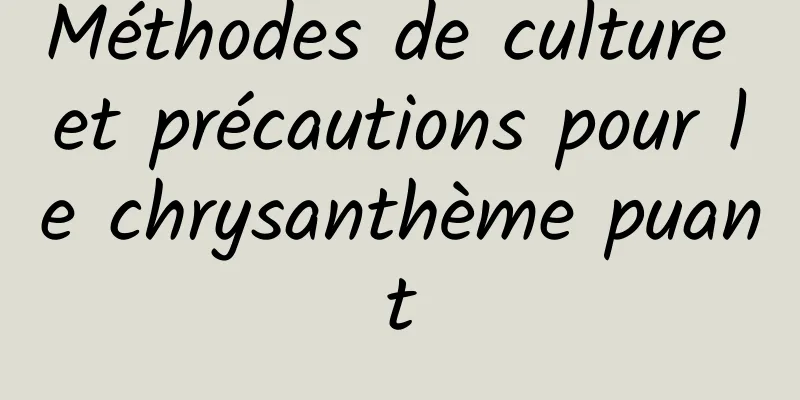 Méthodes de culture et précautions pour le chrysanthème puant