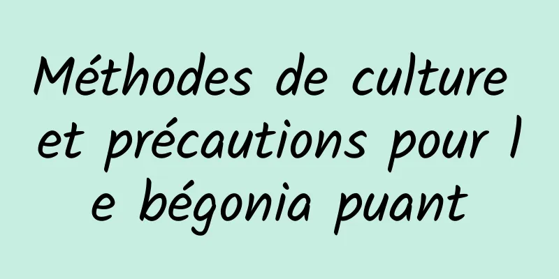 Méthodes de culture et précautions pour le bégonia puant