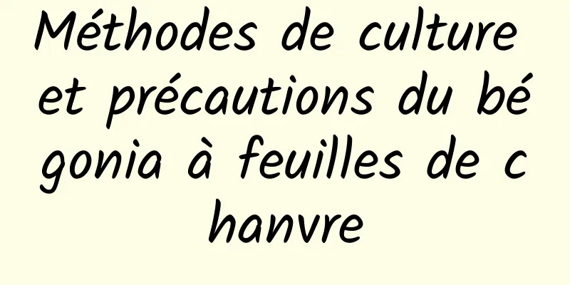 Méthodes de culture et précautions du bégonia à feuilles de chanvre