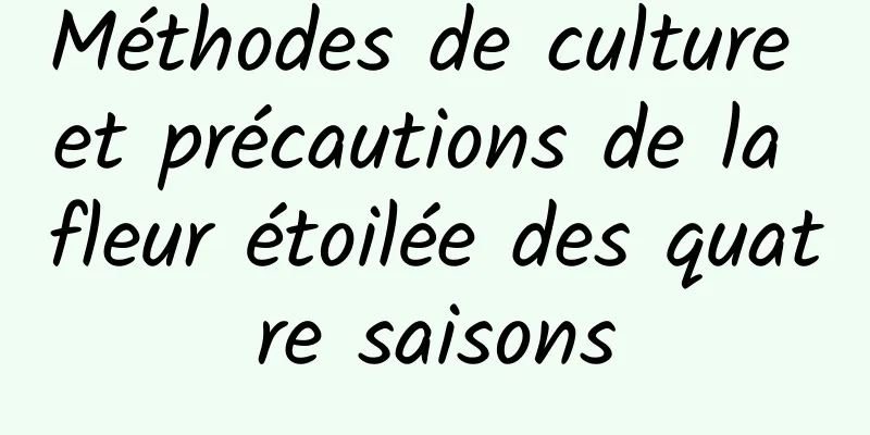 Méthodes de culture et précautions de la fleur étoilée des quatre saisons